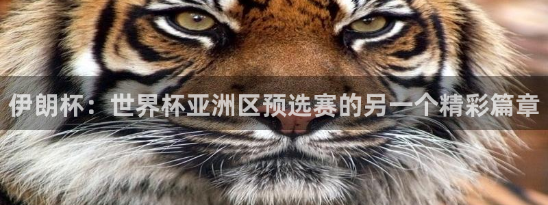 看世界杯：伊朗杯：世界杯亚洲区预选赛的另一个精彩篇章